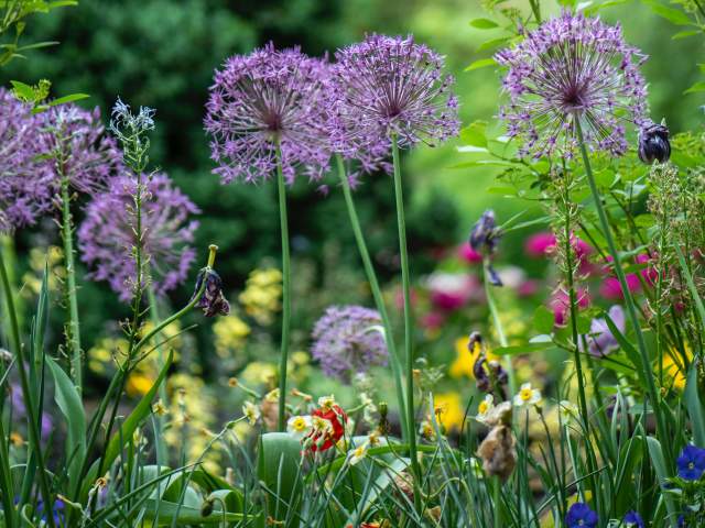 Multi-color flowers growing in a Beaumont garden