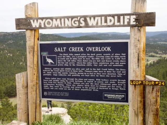 Wyoming Wildlife