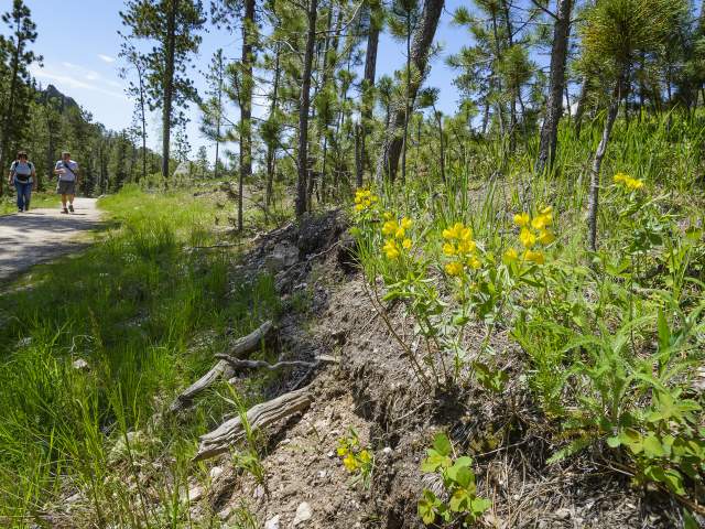 Black Elk Peak Trail