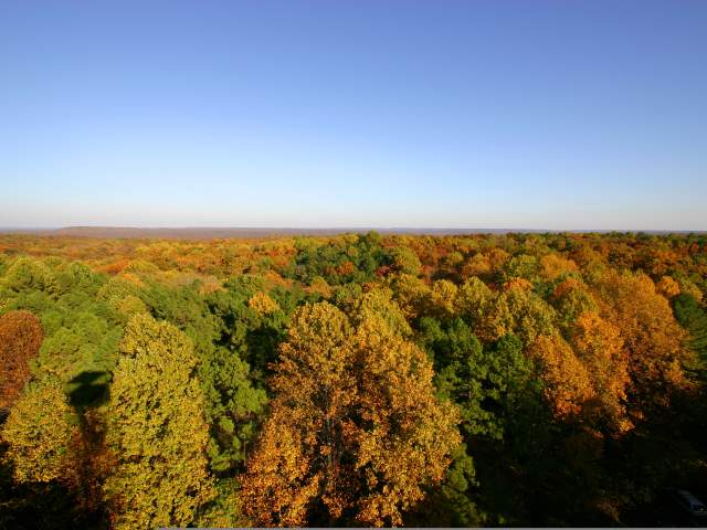 Hoosier National Forest Fall Trees
