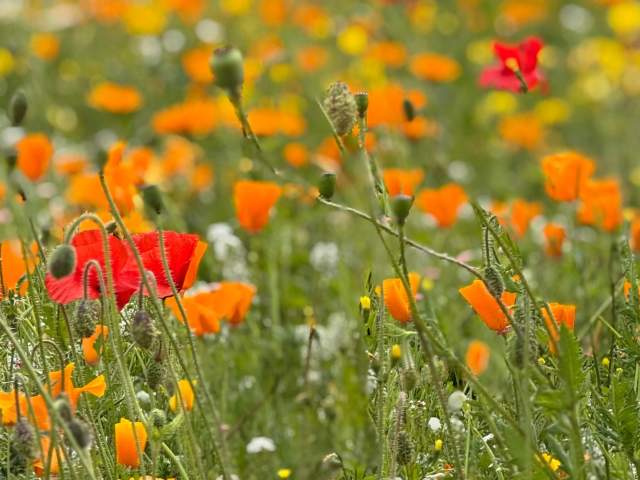 Royal Fort Gardens garden - flowers