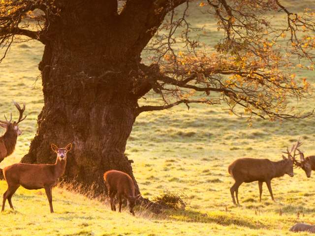 Wildlife spotting in Bristol