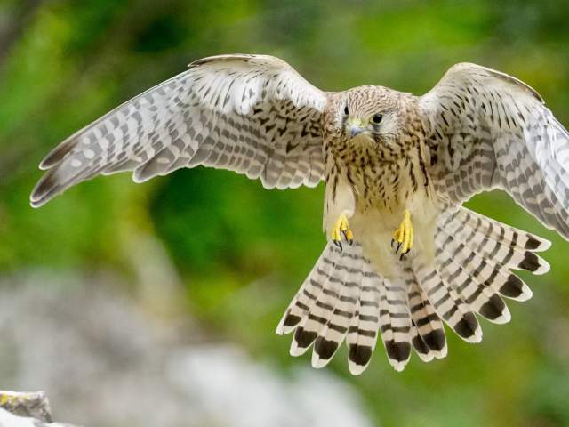 Wildlife spotting in Bristol