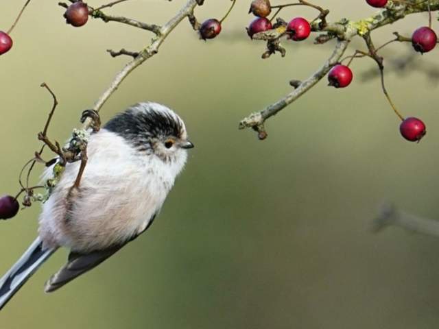 Birdwatching in Bristol: Avon Gorge