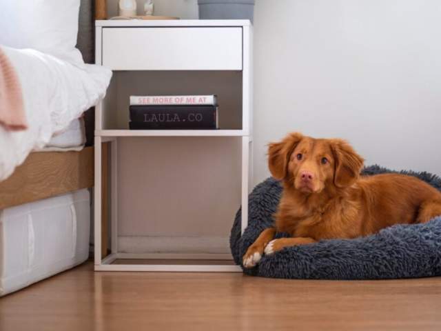 Bristol's best dog-friendly hotels