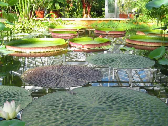 The story of the University of Bristol Botanic Garden