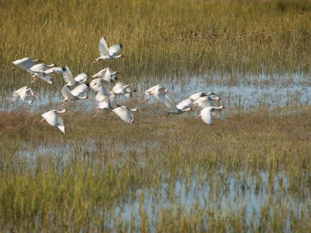 40 White Ibis
