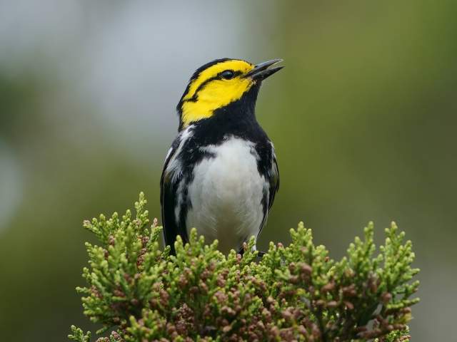 Golden Cheek Warbler