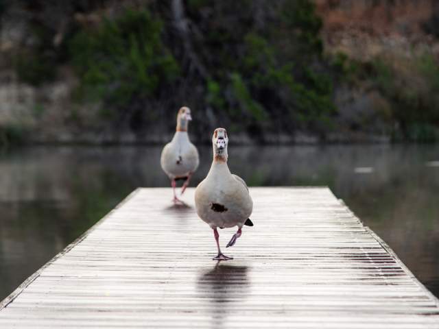 Best in Show: 🏆 "Duck Step" by Amanda Roberts