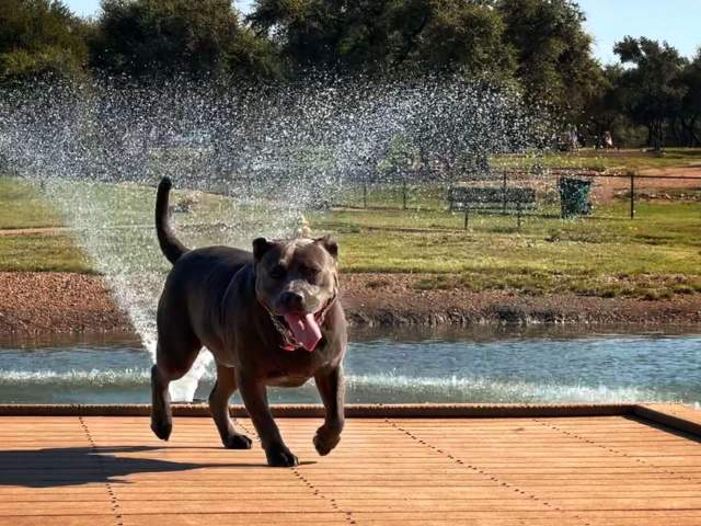Recreation and Community Connection: 🥉 3rd Place: "Harley At Bark Park" by Claudia Lucas
