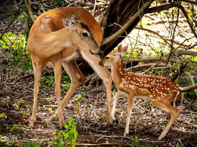 🥈 2nd Place: "Doe and Fawn" by Craig Chandler
