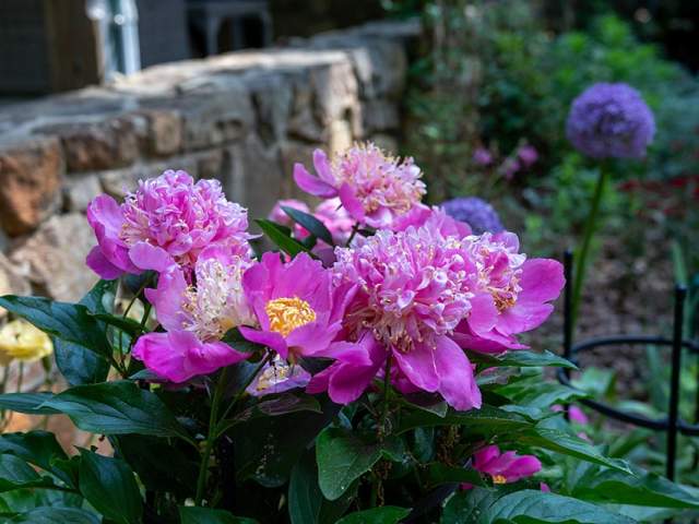 Step Inside Chapel Hill's Garden Tour This Spring