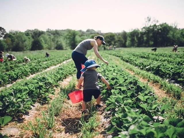 Pick or Cut Your Own Fruit and Flowers at these Orange County, NC Farms