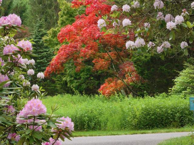 Tyler arboretum