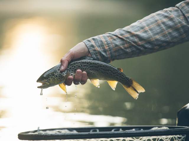 Fly-fishing on the Yellow Breeches Creek
