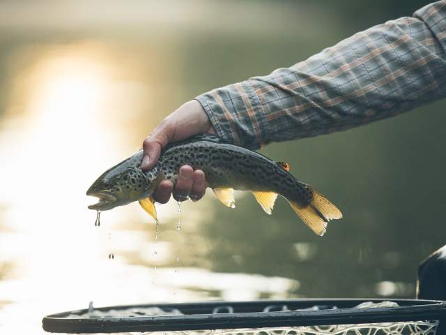 Fishing in Cumberland Valley
