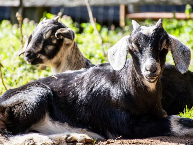 Moses Mill Goats