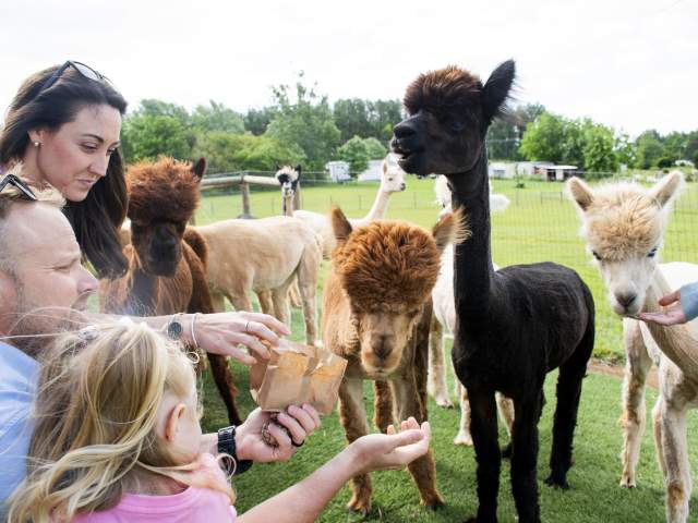 Funky Fleece Farm