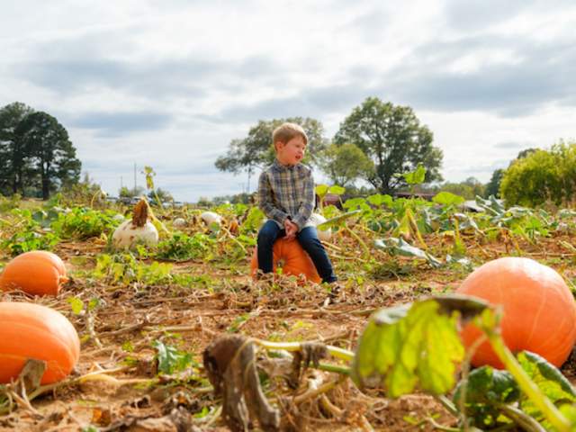 Owen Farm Pumpkin Patch