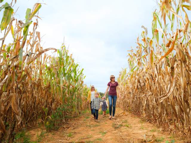 Owen Farm Corn Maze