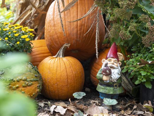 Garden gnome hiding with pumpkins at the Botanical Conservatory's Punkin Path exhibit