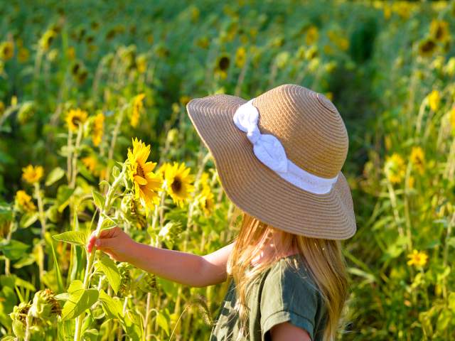 Girl picking sunflowers at Salomon Farm Park in Fort Wayne