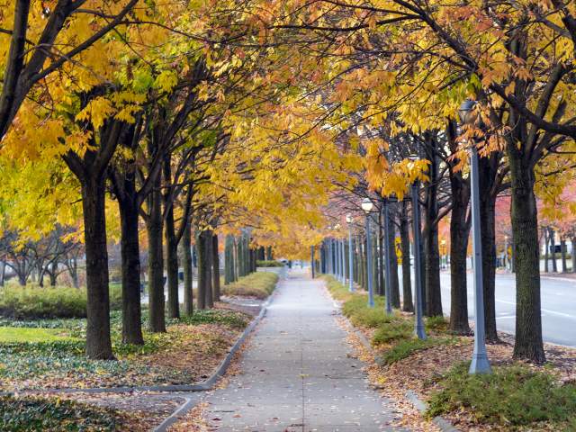 Fall foliage along Clinton Street at Headwaters Park in Fort Wayne.