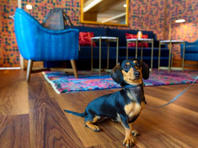 Dog sitting in the lobby of the bradley hotel downtown