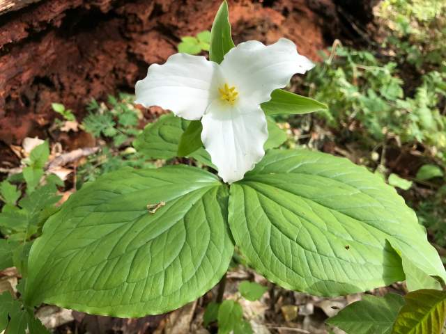 Great White Trillium