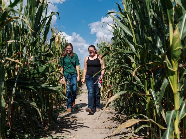 Young women stroll through the corn maze at the Kuehnert Dairy Fall Festival in Fort Wayne, Indiana.