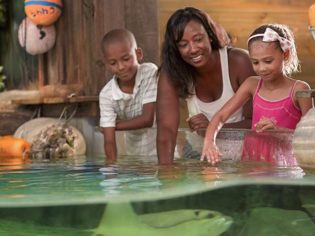 Mom and kids petting stingrays at the zoo