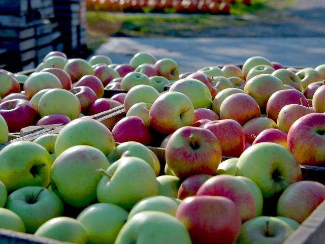Fall Festival at Cooks Apple Farm