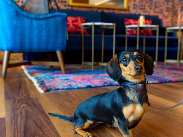 Dog sitting in the lobby of the bradley hotel downtown