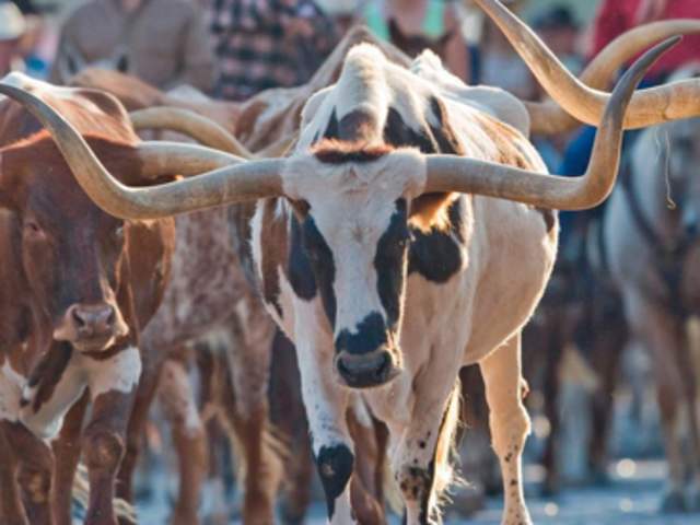 What to Expect at the Fort Worth Cattle Drive
