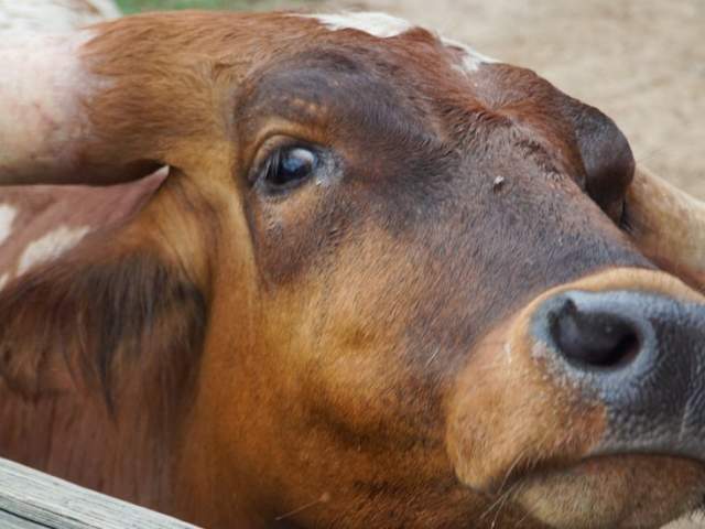5 Ways to See the Fort Worth Herd