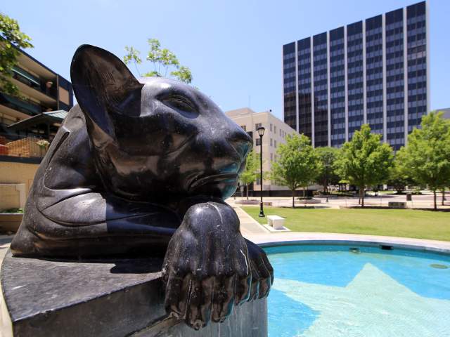downtown panther