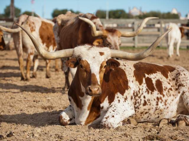 19 Facts You Didn't Know about the Fort Worth Herd