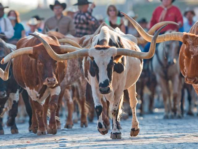 Fort Worth Herd: Most Frequently Asked Questions