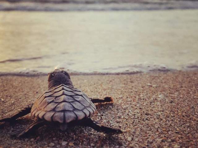 A Baby Sea Turtle Heading For The Water In Greater Fort Lauderdale, FL