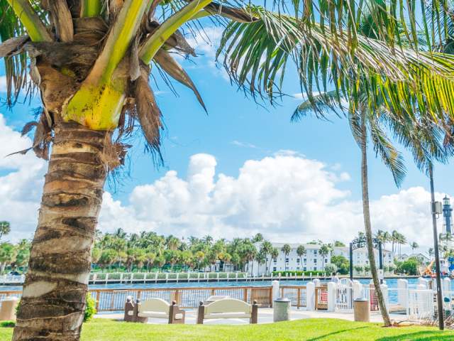 Palm trees and waterfront view of Hillsboro Inlet in Fort Lauderdale, FL