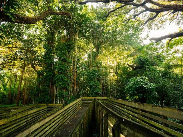wooden trail in a blanket of trees