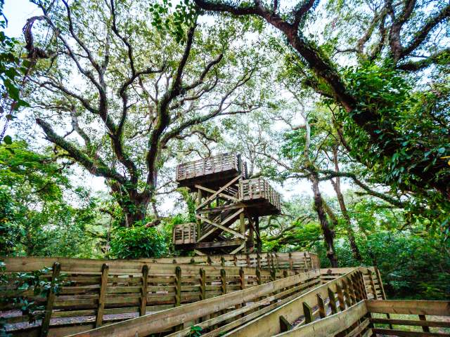 Treetops Park