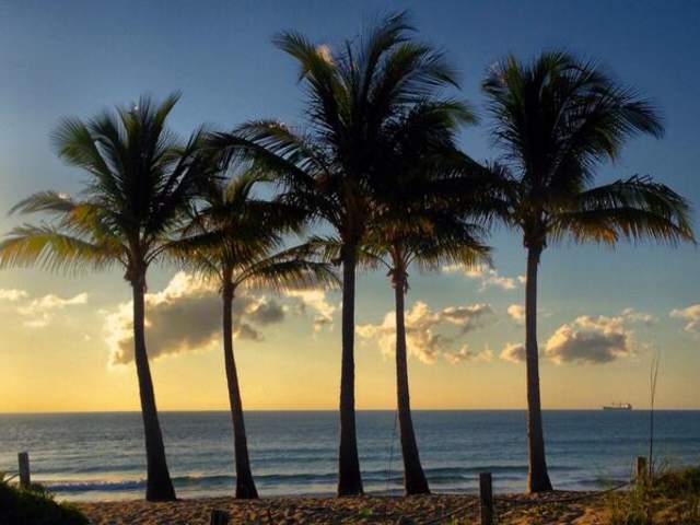 palm