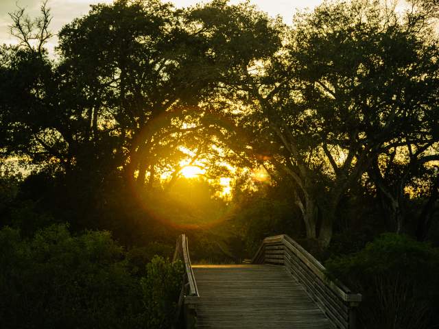 Tree Tops Park