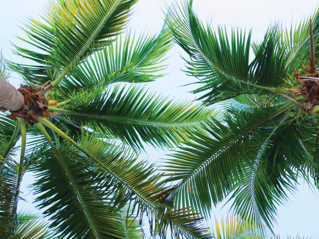 A view looking up under Lauderdale Lakes palm trees at large palm fronds