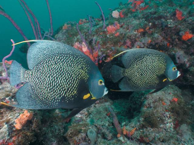 Tropical Fish in Greater Fort Lauderdale