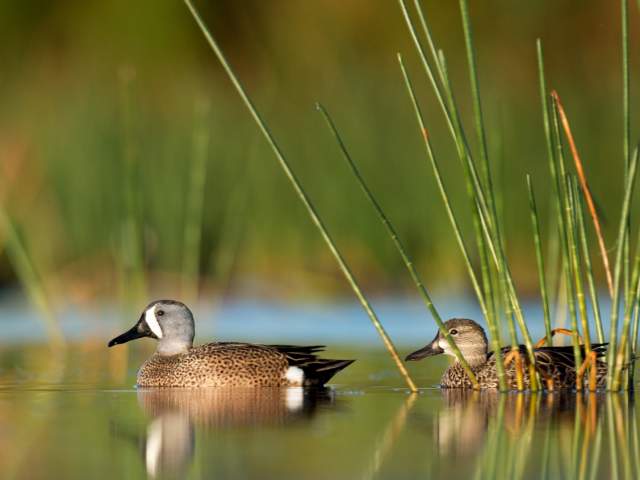 Ducks on a Lake in Pembroke Pines in Fort Lauderdale