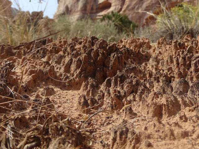 Picture of biological soil crust