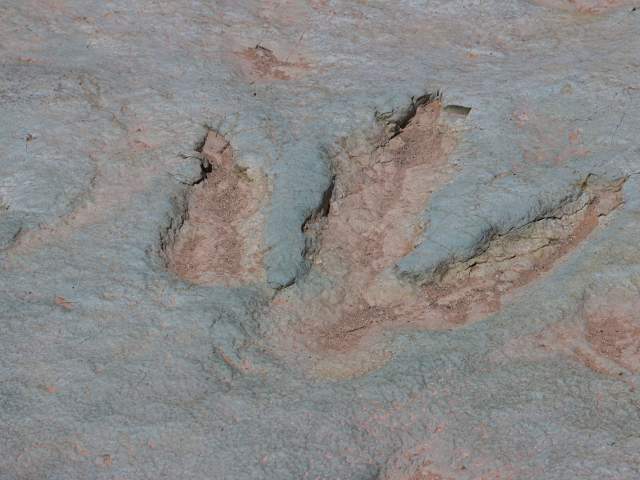 Dinosaur Tracks