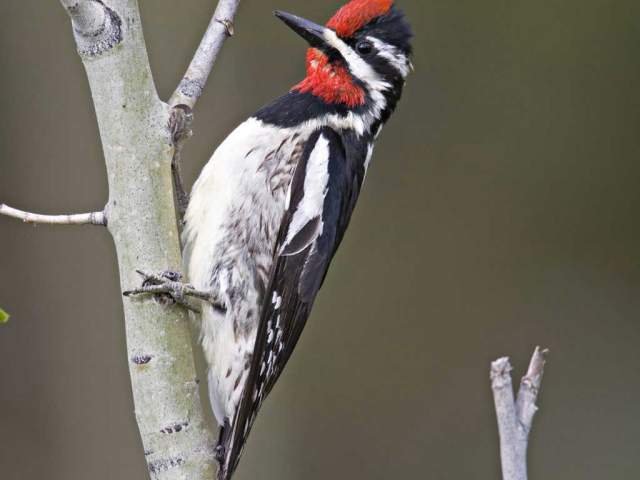Red-naped Sapsucker bird